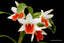 TOP - Den. Hsinying Frostymaree (= Frosty Dawn x Dawn Maree)