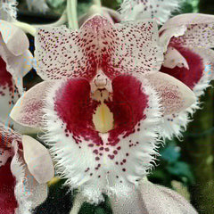 Clowesetum Penang Waltz '3'