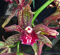 Cymbidium Deathwish 'Orange' x Cym. Veronica Clowes