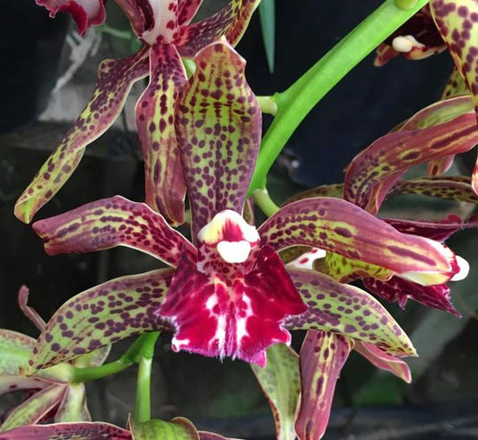 (Cymbidium. Arachnid) Cym. Erythraeum 'Paradise' x Cym. Death Wish 'Withering Glance'