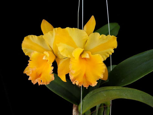 Fragrant Rhyncattleanthe Moon Star