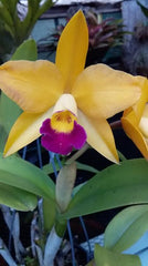 Lc. (Susan Holcombe x Choclate drop x Cat. Lulu) 4N