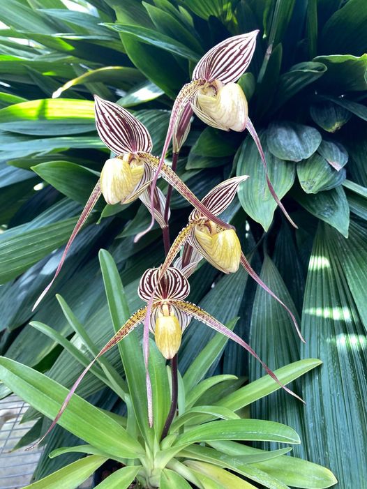 Paphiopedilum Moustache (Paphiopedilum Saint Swithin X Paph. Philippinense)