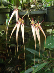 Bulbophyllum Fascination