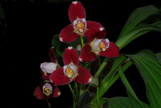 Lyc. (Geyser Gold x Shonan Harmony) x Lyc. Rakuhoku