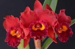Cattleya Red Crab 'Kuan Miao'