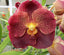 V. Duang Kaew x Vandachostylus Thailand Blue