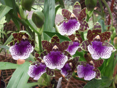 Zygopetalu Pimpala X Adelaide Meadows X Titanic