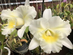 Cattleya Island Charm with Yellow Splash