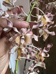 Dendrobium Colemans Big Red x Lasianthera Speewah
