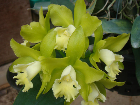 Cattleya Hawaiian Passion X Catt. guttata var. leopoldii X Catt. tigrina (Burleigh Dark)
