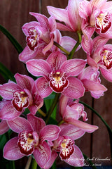 Cymbidium Mem. Joan 'Bryant Keen' x Cym. Kirby Lesh 'You Beaut'