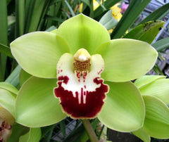 Cymbidium Kimberley Meadows 'Green Beret' x Cym. Fresh