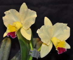 Catt. Trick Or Treat X Cat. Dal's Tradition