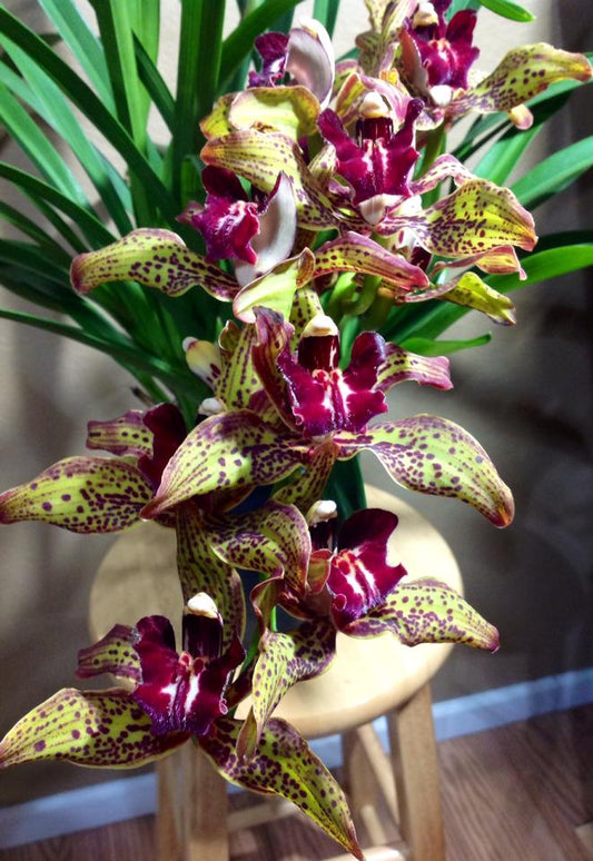 (Flowering Now) Cymbidium Kiss Rose X Death Wish Spanish Fly