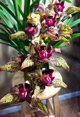(Flowering Now) Cymbidium Kiss Rose X Death Wish Spanish Fly