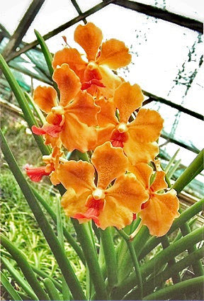 Papilionanda Jokenny