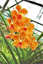 Vanda Jokenny (FLOWERING SIZE)