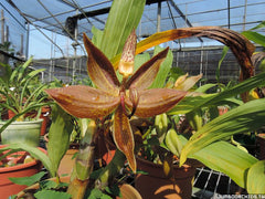 TOP - Cycnoches Coop 'Oreo' X Cycnoches Dragon 'Best' (Swan Orchid)