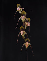 Paph. St Swithin 'Bear-1' x Paph. Wossner Black Wings 'Bear' (RARE MULTIFLORAL TYPE)