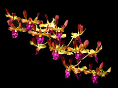 Dendrobium Hai Sing x Pink Lip (Hard Cane Flowering Size)