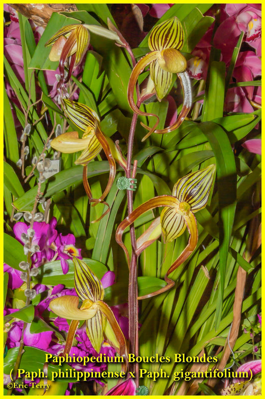 Paphiopedilum Boucles Blondes