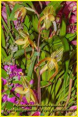 Paphiopedilum Boucles Blondes