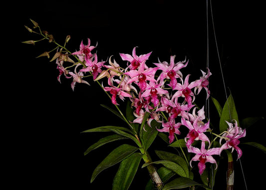 Dendrobium Hawaii Spectacular (Den spectabile x Den Big Alex) Latuorea Family