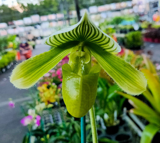 Paph. Hsinying Lime