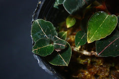 Anoectochilus sp. (red vein) 'Wizzard of Oz' (MERICLONE FLASK/TC)