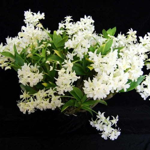 Den. Mini Snowflake (Dendrobium aberrans × Dendrobium johnsoniae) fragrant, latourea