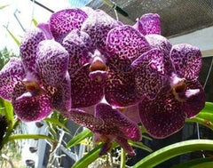 Ascda. Kulwadee FraganceNo.27 X Tristar Blue