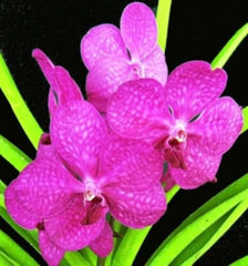 Vanda Ruby Princess x Asco. Wilas