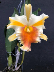 Rlc. Miss Thailand ‘Amanda’ (Fragrant)