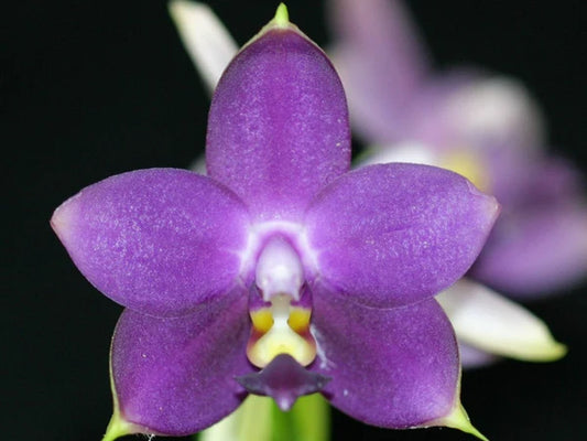 Phal. violacea 'Indigo' 'C H Blue' SM/TOGA x Phal. KS Blue Samera