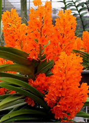 Vanda miniata (Miniature - good for small areas)