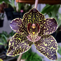 Grammatophyllum Pakkret Armada 'Walrus' (mericlone)