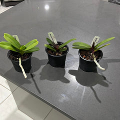 Pack of 3 Nearly Flowering Size Rhynchostylis (Foxtail Orchids)