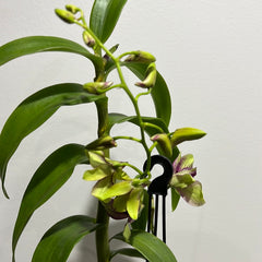 IN FLOWER - Den. Thongchai Gold ‘Splash’