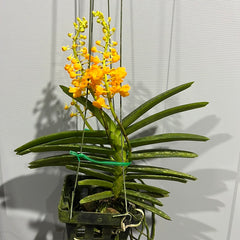IN FLOWER! - Vanda miniata (Miniature - good for small areas)
