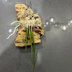 Trichocentrum jonesianum (Species from Brazil)