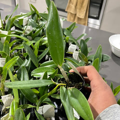Cattleya Finesse Topaz (Pink Spots - Fragrant)