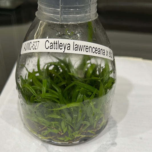 TOP Flask - Cattleya lawrenceana