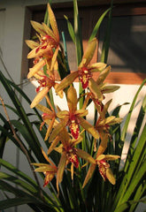 Grammatocymbidium Pakkret Carnival #1