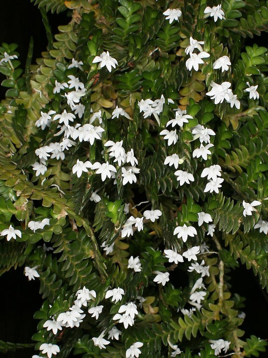 TOP Flask -  Angraecum Distichum