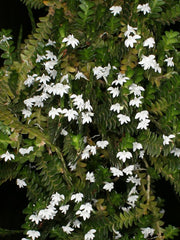 TOP Flask -  Angraecum Distichum