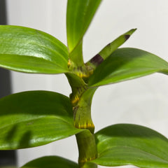 IN FLOWER - Den. Thongchai Gold ‘Splash’