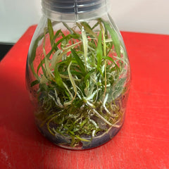 Fredclarkeara After Dark 'Black Pearl' (FLASK/TISSUE CULTURE 25 PLANTS)