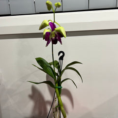 Dendrobium Earsakul (IN BLOOM!)
