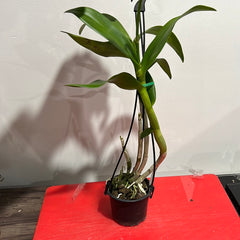Dendrobium Earsakul (IN BLOOM!)